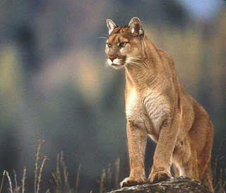 Puma.jpg